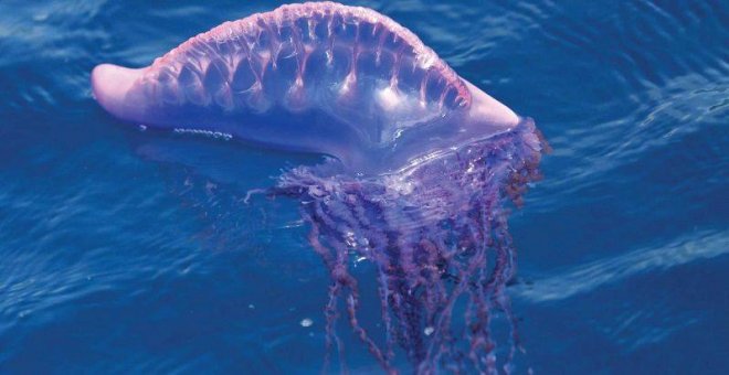 Ni es medusa, ni es letal: verdades y mitos de la carabela portuguesa que aterroriza a los bañistas