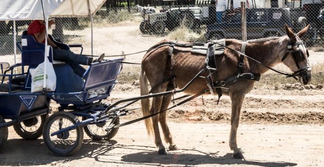 Nueve caballos muertos, 60 casos de maltrato y tres mulos incautados en El Rocío