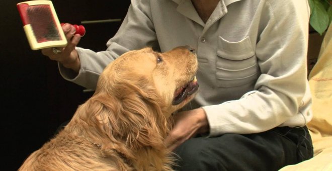 MyTaxi expulsa a un taxista por no aceptar a un ciego con su perro guía