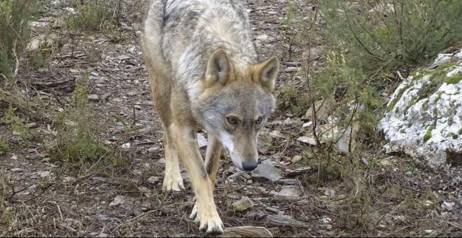 El Gobierno no modificará la legislación sobre la protección del lobo