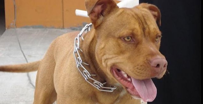 Investigada por maltrato animal la dueña de un 'pit bull' después de que su perro matara a otro