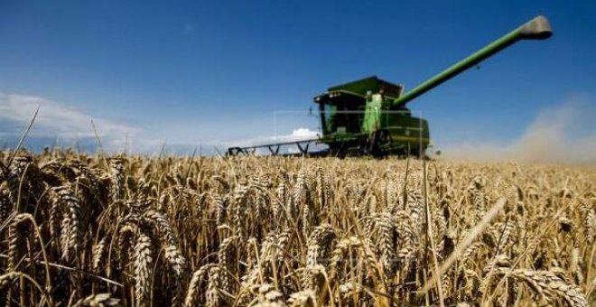 Descifrado el genoma del trigo, "el cultivo más difundido del mundo"
