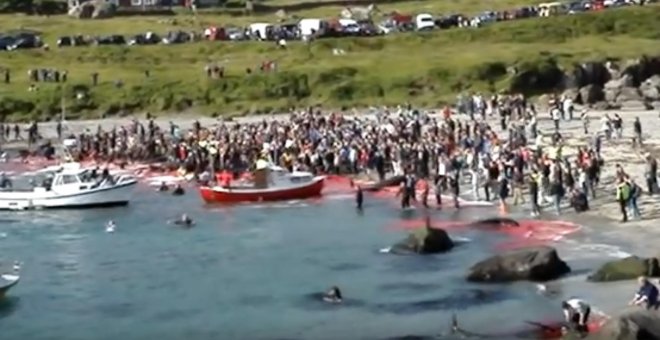 La matanza de ballenas llena de horror y sangre las aguas de las Islas Feroe