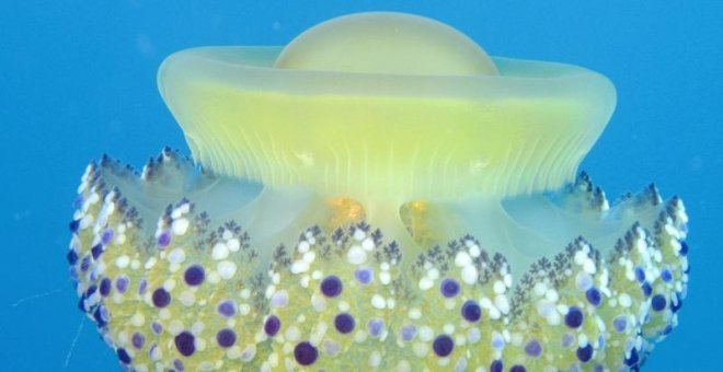 El aumento de las medusas 'huevo frito' amenazan el baño en el Mediterráneo