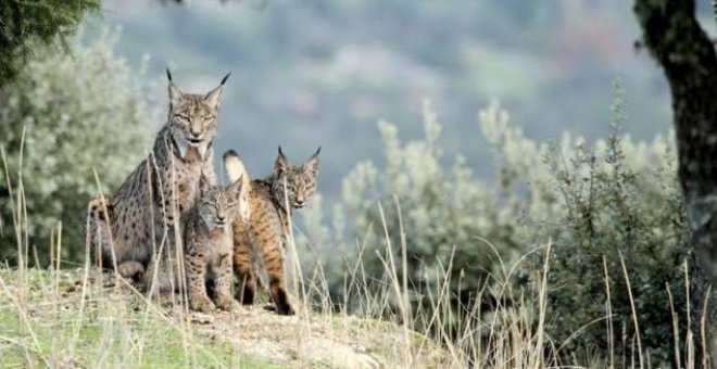 Una hembra de lince y su cría mueren ahogadas en una charca el Valle del Guadiana