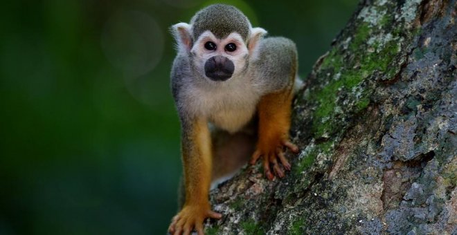 Un hombre se cuela en un zoo para robar un mono para su novia y acaba en una pelea con los simios y detenido