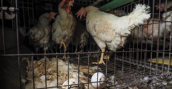Igualdad Animal desvela una granja de los horrores de gallinas ponedoras en Italia