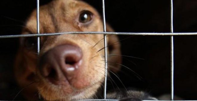 Sacrificar animales de compañía en la Región de Murcia estará prohibido a partir de 2019