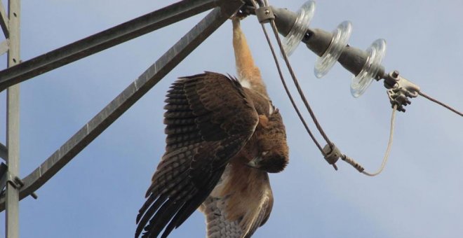 Una década de miles de aves electrocutadas con total impunidad