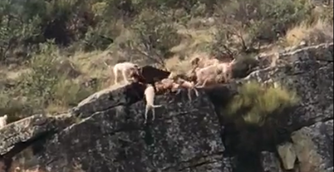 Indignación por un vídeo en el que varios perros y un ciervo caen por un acantilado mientras son acosados por cazadores
