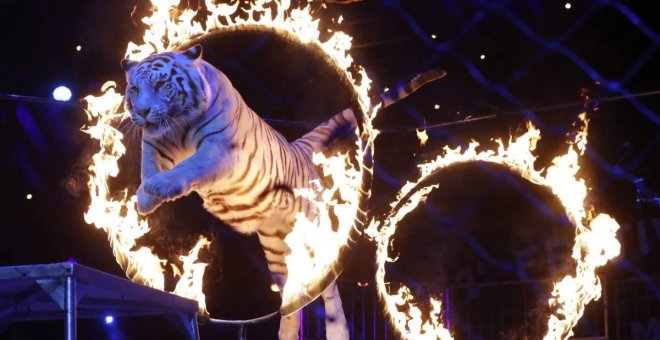 El Ministerio de Cultura pone fecha final a las subvenciones para los circos con animales