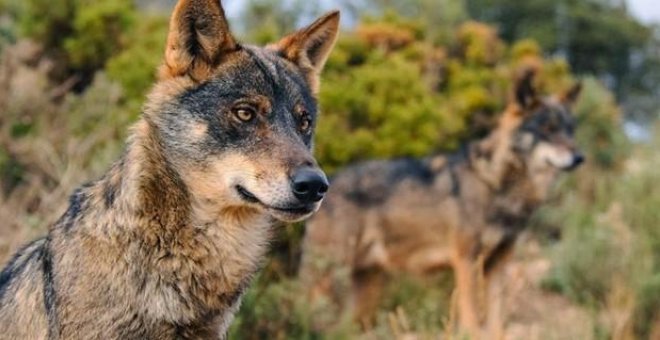 Transición Ecológica abre el plazo hasta final de mes para las alegaciones a la protección del lobo en España