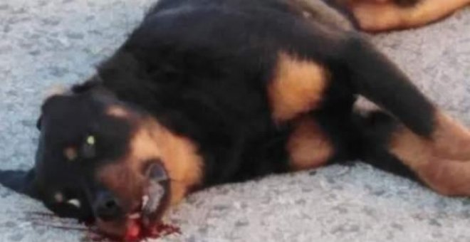 Un policía local mata de un disparo a un perro en Tarragona