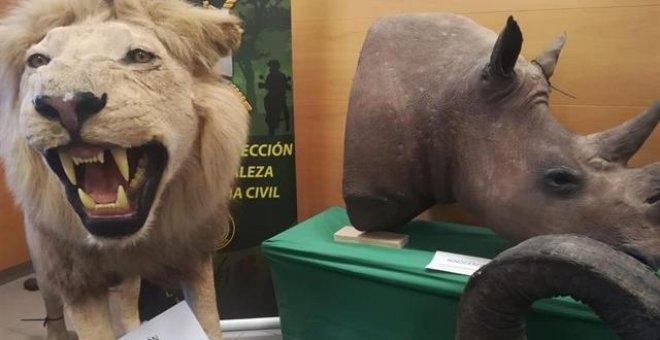 La Guardia Civil interviene más de 200 animales disecados en Alicante