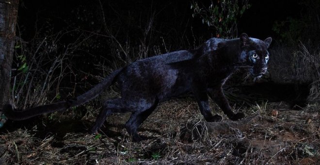 Un leopardo negro, fotografiado en África por primera vez en más de 100 años