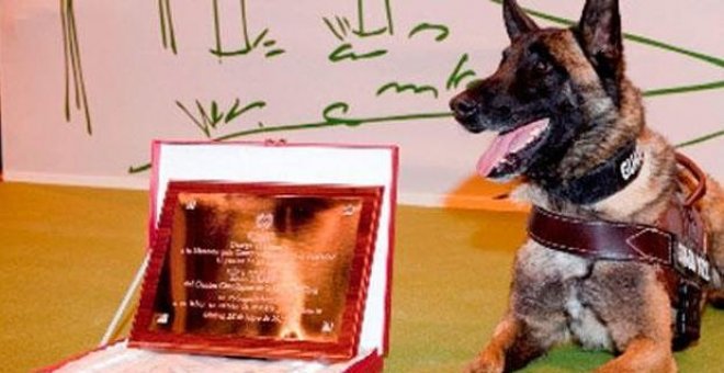 Se retira Elton, el perro de la Guardia Civil que rastreó a Diana Quer y Marta del Castillo
