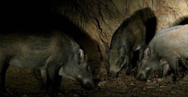 A por el jabalí: el Gobierno impulsa un cuerpo de cazadores de elite para evitar la peste porcina