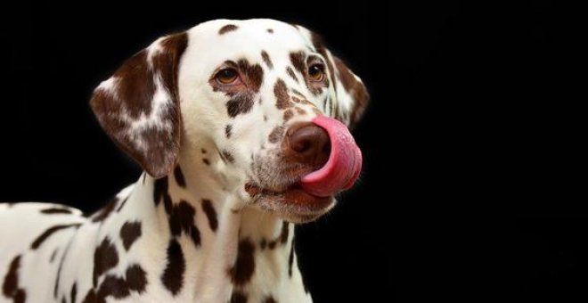Los preparados de carne cruda para perros contienen altos niveles de bacterias