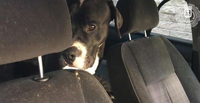 Dos perros pasan varios días deshidratados encerrados en un coche en Madrid