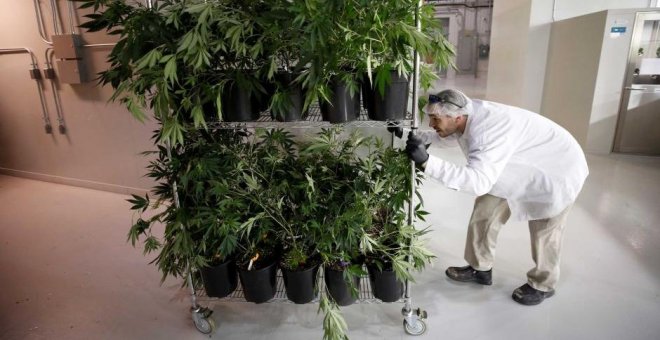 La productora de marihuana Canopy Growth acuerda la compra de su rival en EEUU si se legaliza el cannabis en el país