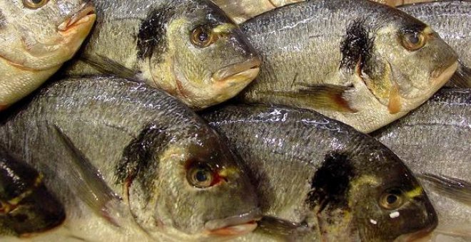 Los peces acumulan antidepresivos, antibióticos y componentes de cremas solares
