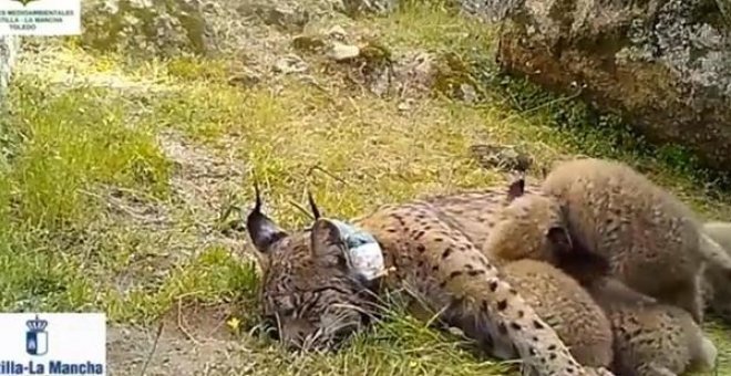 Nacen cuatro nuevas crías de lince ibérico en los Montes de Toledo