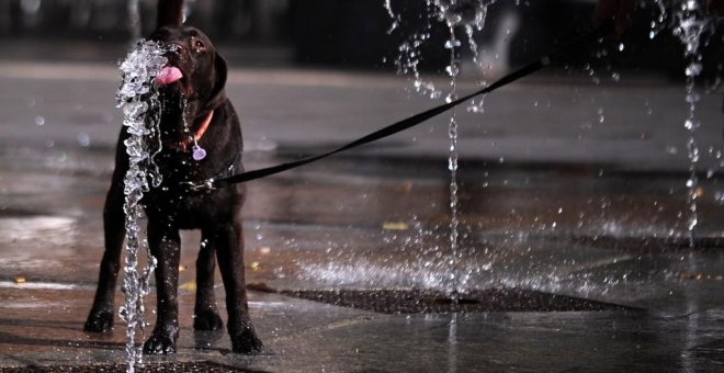 Detenida la dueña del perro que murió en un balcón por un golpe de calor