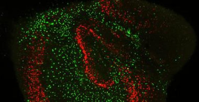 Así consigue el cerebro borrar los recuerdos no relevantes para sustituirlos por nuevos