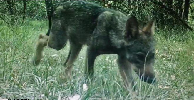 Una asociación animalista insta a la Junta de Castilla y León a que libere un lobezno capturado en Burgos