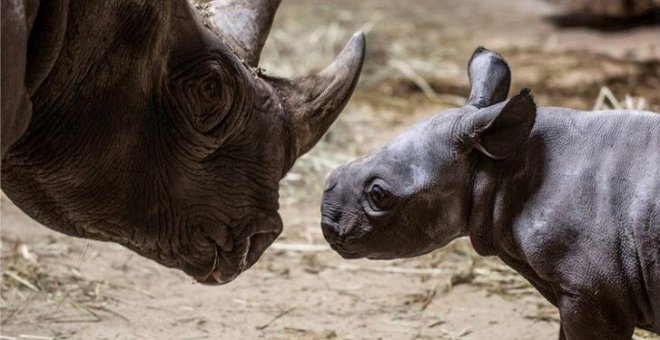 Científicos logran fecundar siete óvulos para salvar a los rinocerontes blancos del norte