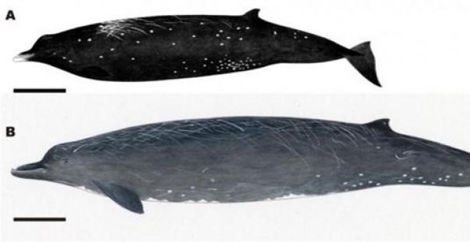 Descubierta en Japón la Ballena Negra, una nueva especie de cetáceo