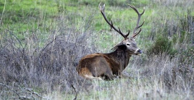 La proliferación del vallado cinegético amenaza la sostenibilidad de las sierras del sur