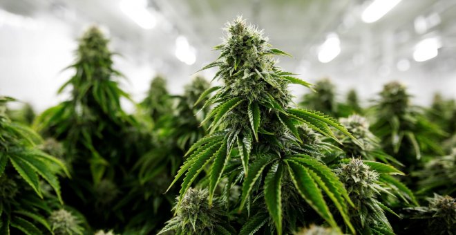El cultivo de cannabis para uso medicinal todavía se regula con una ley de Franco