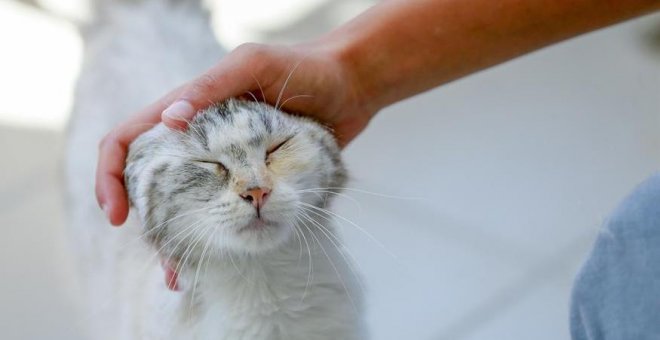 Un municipio de Tenerife crea ayudas para las mascotas de los dueños sin recursos