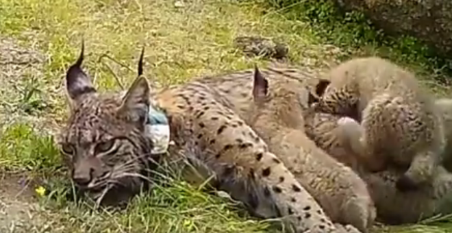 Identificado el cazador que mató de un disparo a un lince ibérico en Toledo