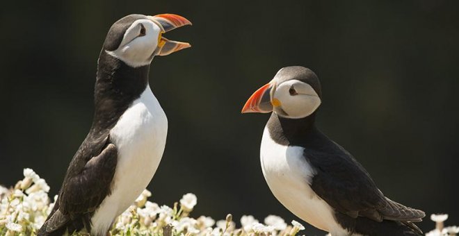 Los frailecillos, primeras aves marinas que usan herramientas