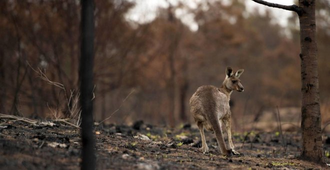 Los fuegos en Australia arrasan el 80% de una región boscosa Patrimonio de la Humanidad