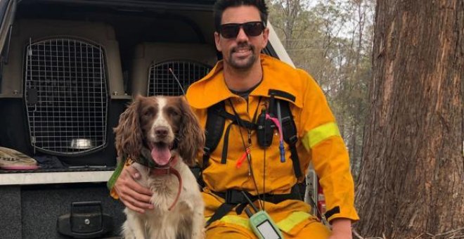 Taylor, la perra que ayuda a rescatar koalas entre los enormes incendios de Australia