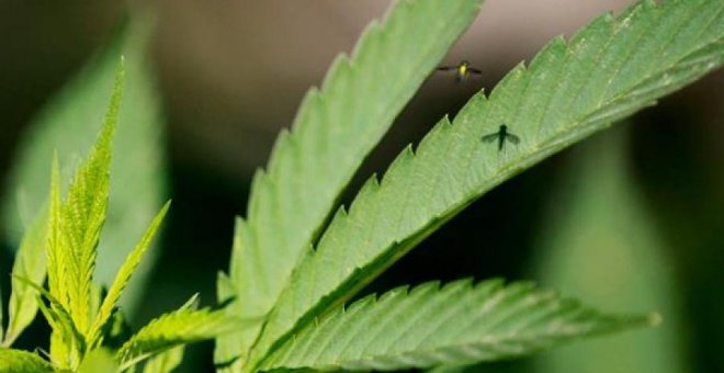 El boom del cultivo de cannabis amenaza los ecosistemas del sur y este de España