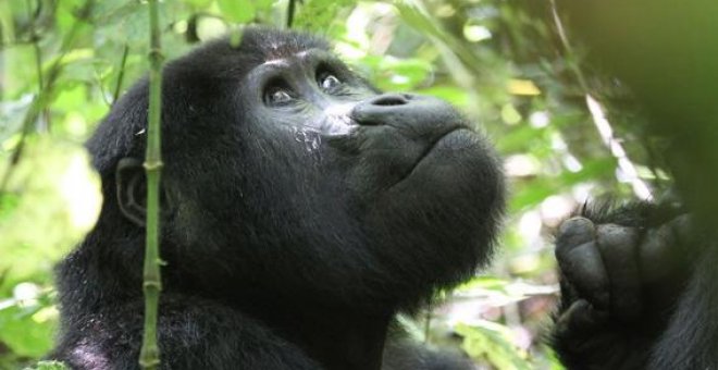 El turismo amenaza a los gorilas de montaña