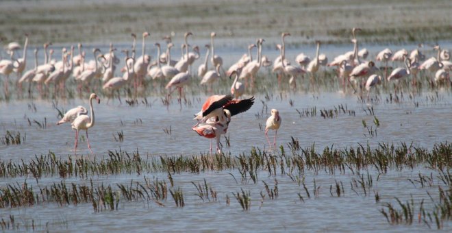 Los flamencos en la laguna de Torrevieja crían por primera vez en 37 años