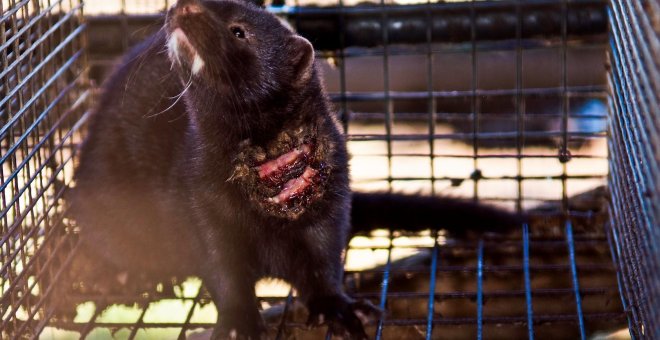 Granjas de visones, una bomba contra la biodiversidad y el bienestar animal