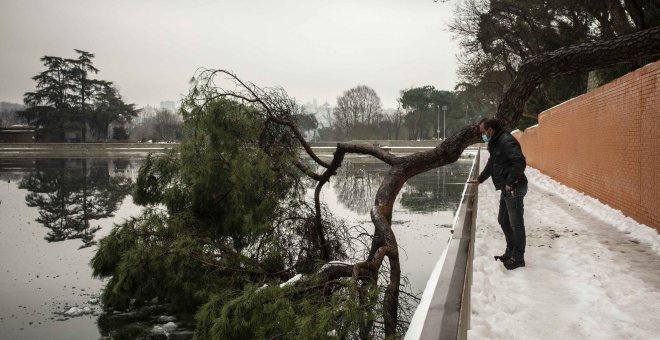 Críticas al plan de reforestación por Filomena: se queda corto, es ambiguo y no tiene en cuenta la crisis climática