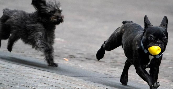 Estas son las reformas que faltan para que no "salga gratis" matar a un animal en España