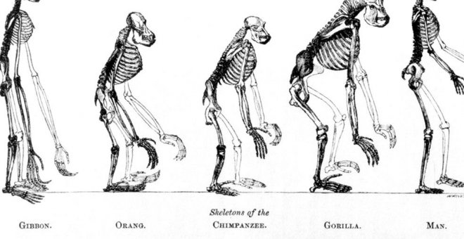 Luces y sombras de 'El origen del hombre', siglo y medio después