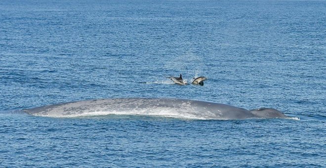 Las ballenas azules, gigantes del mar, vuelven a Galicia