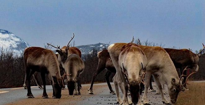 El caos climático amenaza los renos de los sami, los nativos del Ártico a los que Suecia estudiaba como una "raza inferior"