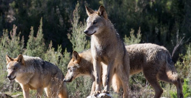 Bruselas se abre a rebajar la protección del lobo porque ciertas manadas son un "peligro"