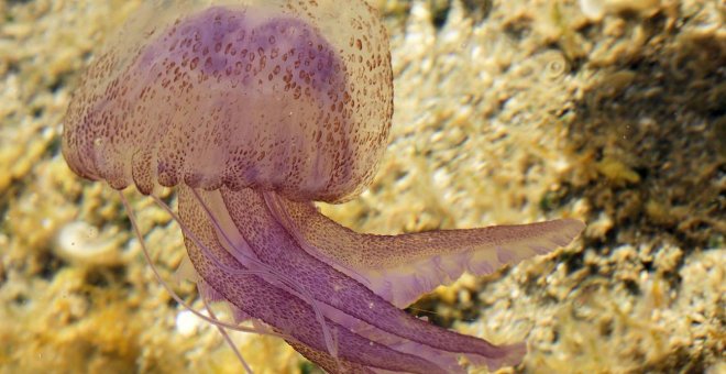 Las medusas llegan antes y se quedan más tiempo debido a las altas temperaturas