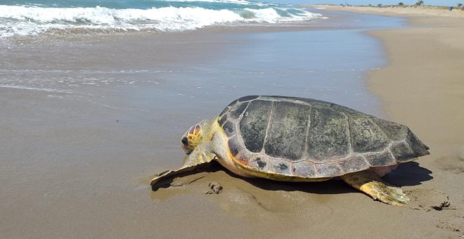 Per què cada cop hi ha més tortugues a les nostres platges?